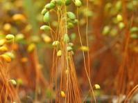 Plants with capsules - Photo and copyright Štepán Koval