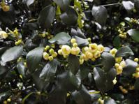 Garcinia gerrardii male plant