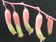 Flowers of Gasteria batesiana