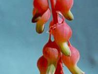 Flowering stem