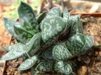 Gasteria bicolor var. liliputana