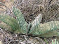 Gasteria disticha var. disticha growing in its natural habitat in Succulent Karoo vegetation near Robertson
