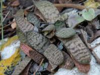 Gasteria doreeniae growing in its natural habitat at Swartwaterspoort (E. Cape)