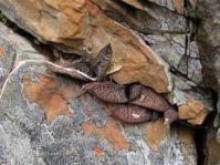 Gasteria ellaphieae in habitat at Kouga Dam. 