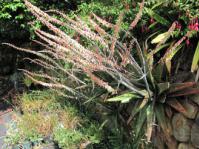 Gasteria excelsa in flower at Kirstenbosch, growing on a dry stone wall