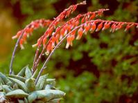 Gasteria glauca in flower in cultivation at Kirstenbosch