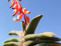 Gasteria rawlinsonii in flower, in cultivation