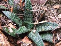 Gasteria vlokii habitat on Waboomsberg, Western Cape