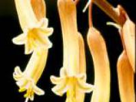 Gasteria pillansii inflorescence