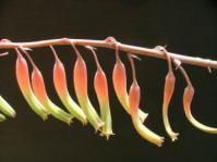 Close up of flowers,flowering at Kirstenbosch