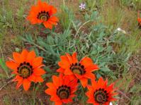 Gazania rigida in flower
