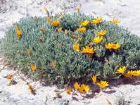 Gazania splendidissima subshrub