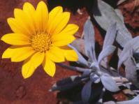 Gazania rigens var. leucolaena