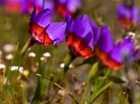 Geissorhiza radians plants