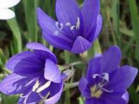 Geissorhiza aspera