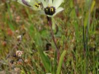 Geissorhiza purpureolutea