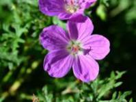 Geranium drakensbergensis