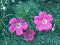 Geranium incanum