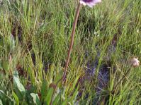 Flowering in habitat