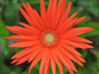 Gerbera jamesonii