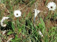 Gerbera ambigua