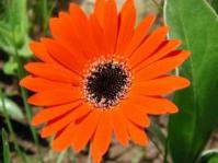 Gerbera aurantiaca
