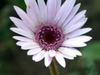 A pale form of G.viridifolia