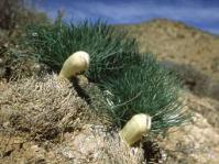Fruit of G.grandiflora. Image:C.Paterson-Jones