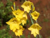 Gladiolus aureus 