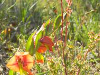 Gladiolus alatus 