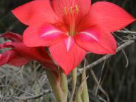 Gladiolus carmineus flower