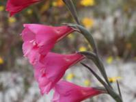 Flowers of G.caryophyllaceus
