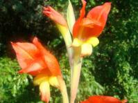 Gladiolus dalenii flowers