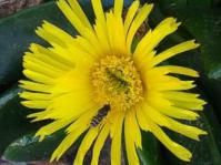 Glottiphyllum regium flower