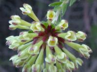 Gnidia squarrosa