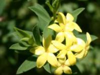 Heads of flowers