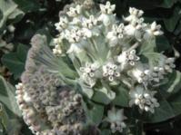 Flowerheads of G. cancellatus