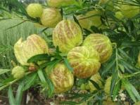 Gomphocarpus physocarpus fruits