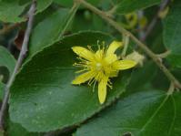 Grewia bicolor leaf and flower.  Image Geoff Nichols