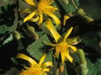 Grewia flavescens