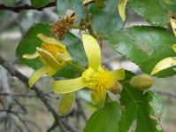 Grewia hexamita.  Copyright Geoff Nichols