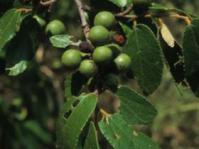 Fruits of Grewia monticola