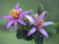 Grewia occidentalis