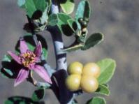 Flowers and fruits of Grewia robusta