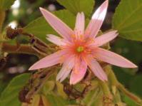 Grewia lasiocarpa