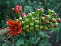 Flowers of the Family Greyiacaea