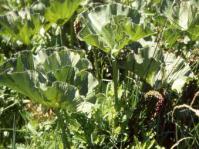 Gunnera perpensa