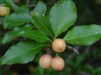 Fruit and leaves