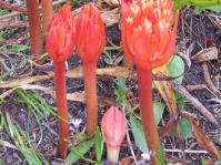 Haemanthus canaliculatus