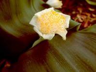 Haemanthus deformis